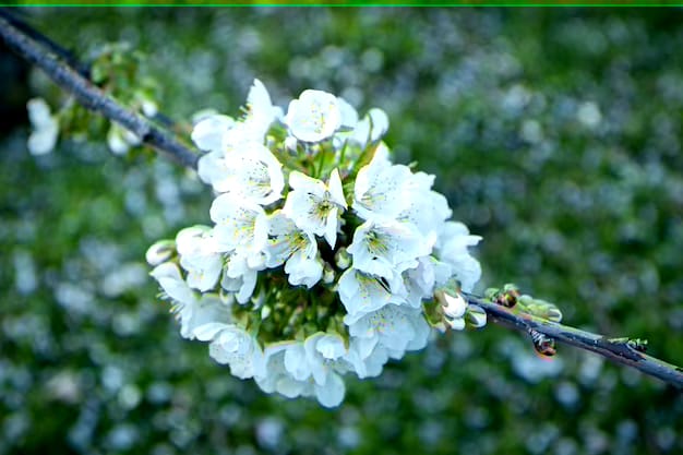 Jasmine