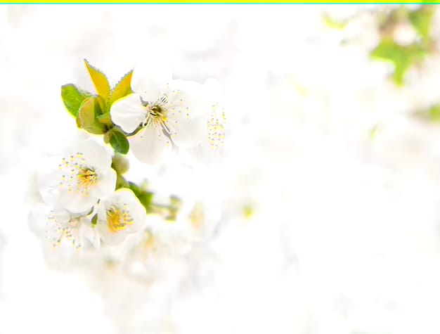 Jasmine