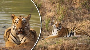 Junabai Tigress Information Photos