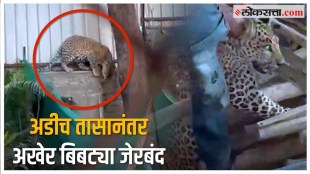 Leopard found in Warje area Pune