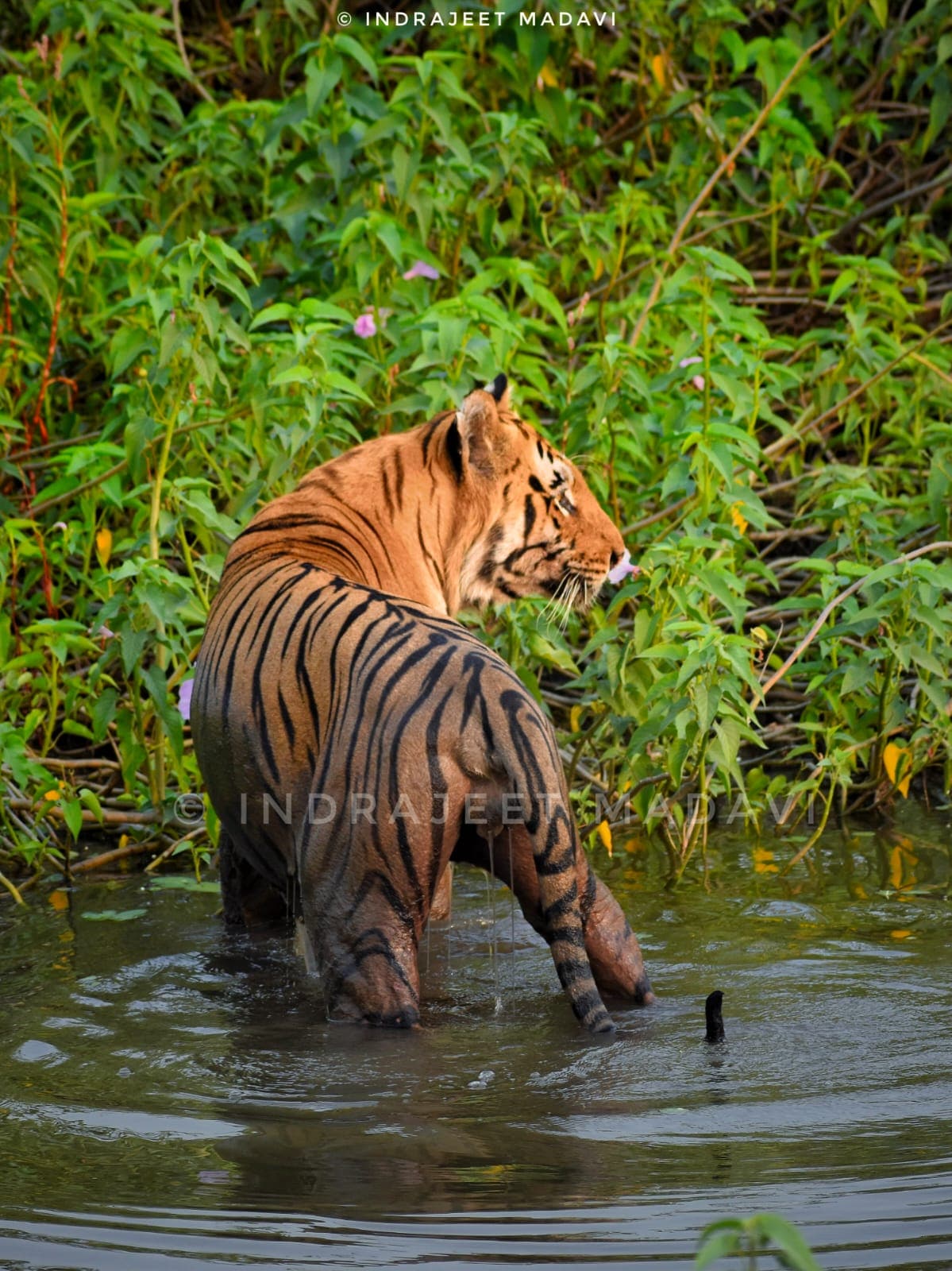 Matkasur Tiger Information Photos