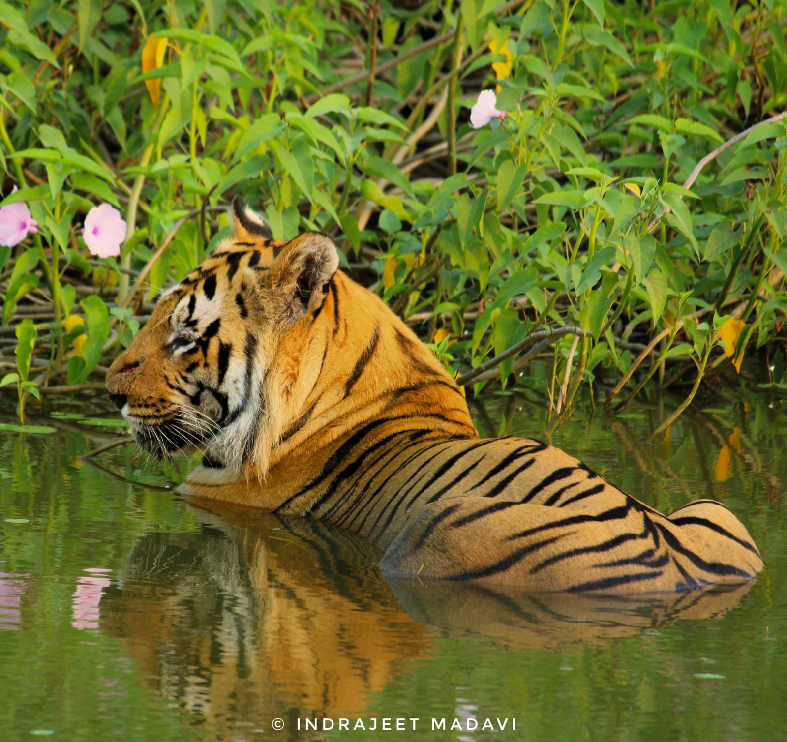 Matkasur Tiger Information Photos