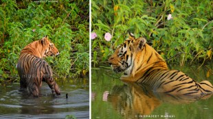 Matkasur Tiger Information Photos