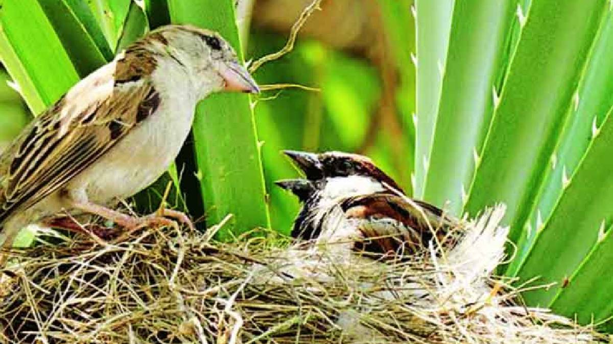 Today is World sparrow day