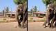 Video Of Elephant Playing Football At Karnataka Temple Goes Viral