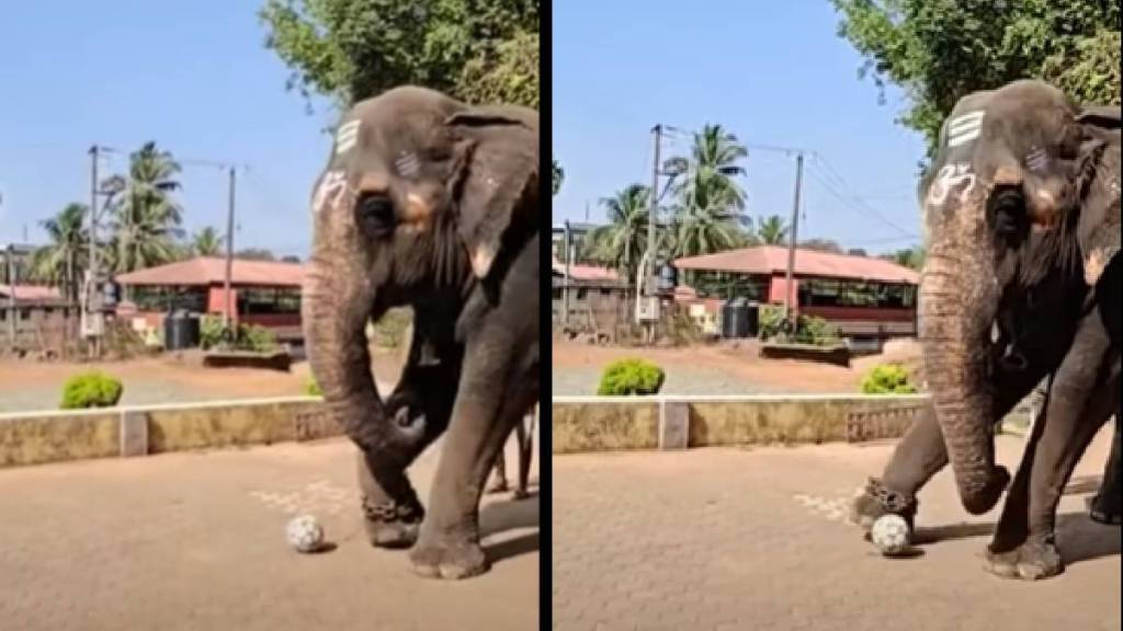 Video Of Elephant Playing Football At Karnataka Temple Goes Viral