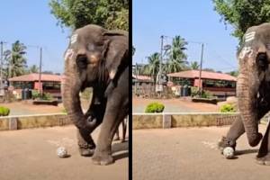 Video Of Elephant Playing Football At Karnataka Temple Goes Viral