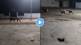 video viral lion