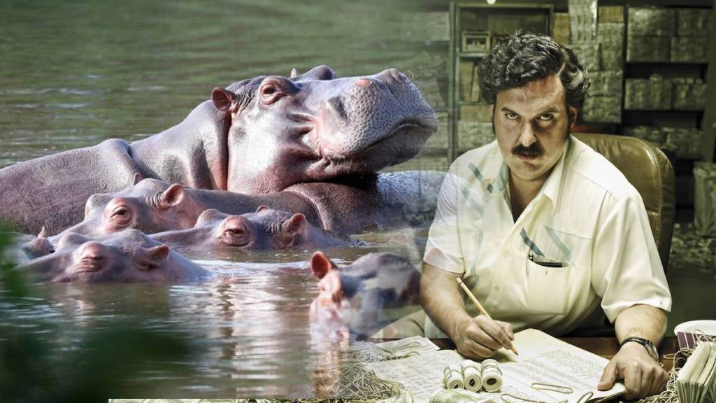Drug Lord Pablo Escobar illegal 60 Hippos To Be sent In India Gujrat Why They are Called Poisonous Attacking Species
