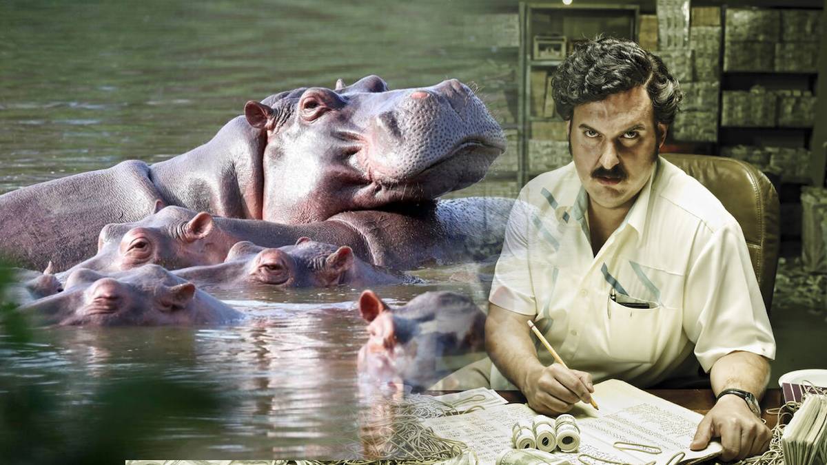 Drug Lord Pablo Escobar illegal 60 Hippos To Be sent In India Gujrat Why They are Called Poisonous Attacking Species