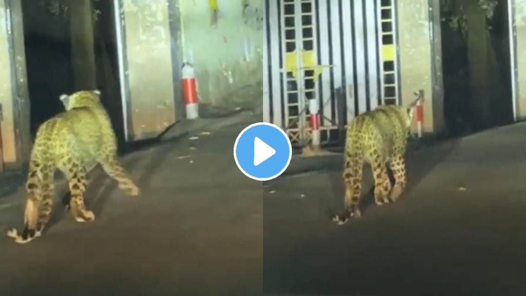 leopard video