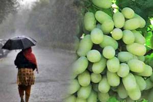 Grape exports Nashik