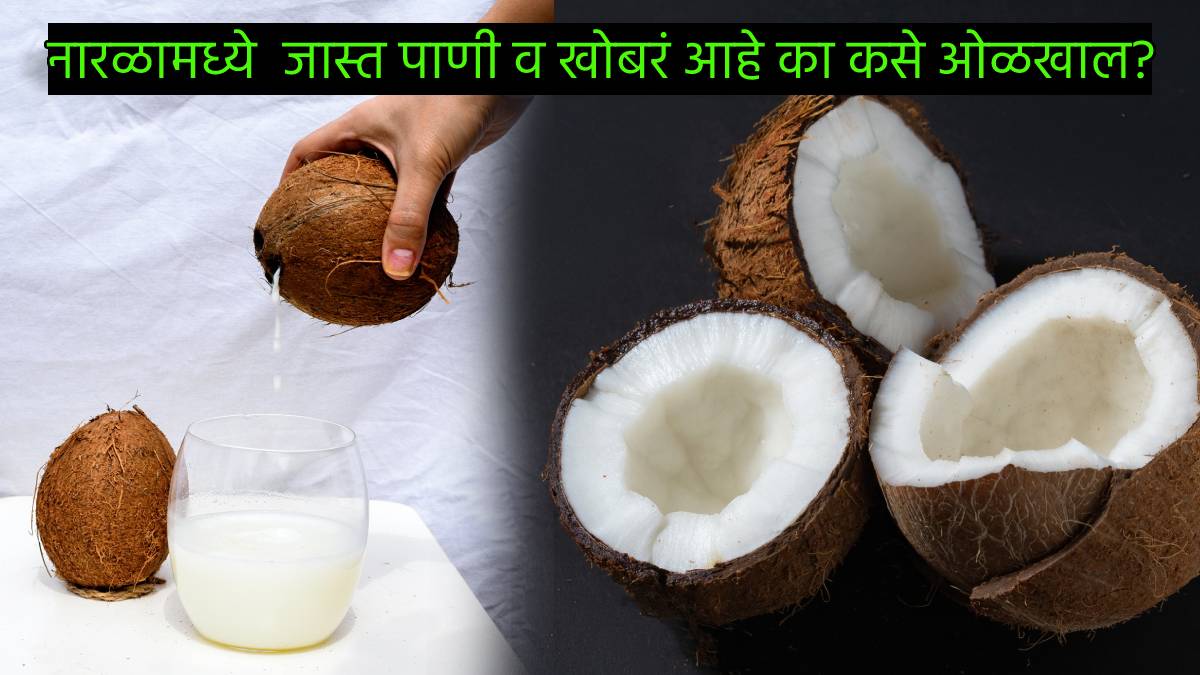 How To Find Best Coconut With Extra Water And More Khobar Coconut Flesh