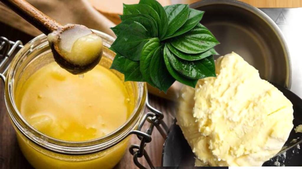Ghee making at Home Recipe How Betel and Tulsi Leaves Will Remove Bad Smell Simple Kitchen Hacks