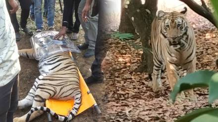 tigress entered nursery college gadchirol