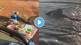 crocodile steals ice box from elderly people on picnic in south africa see viral video