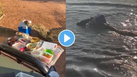 crocodile steals ice box from elderly people on picnic in south africa see viral video