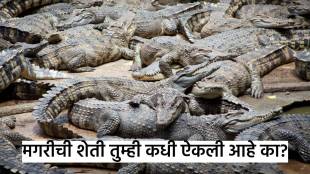 crocodile farming in thailand for their skin and meat