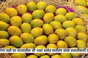 Indian Mango Destinations travel tourism these 8 indian cities have worlds best kind of mangoes