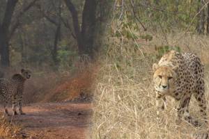 Namibian cheetahs Elton