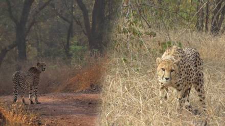 Namibian cheetahs Elton