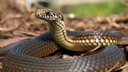 snake farming in jisiqiao village of china then sell worldwide from here