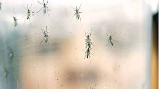 10 effective remedies to get rid of mosquitoes at home