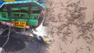 vehicle carrying fish accident