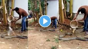 man gives bath to snake king cobra