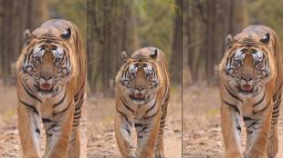 tiger