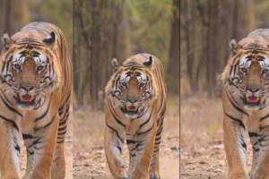 tiger