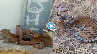 tiger cubs found near farmers house