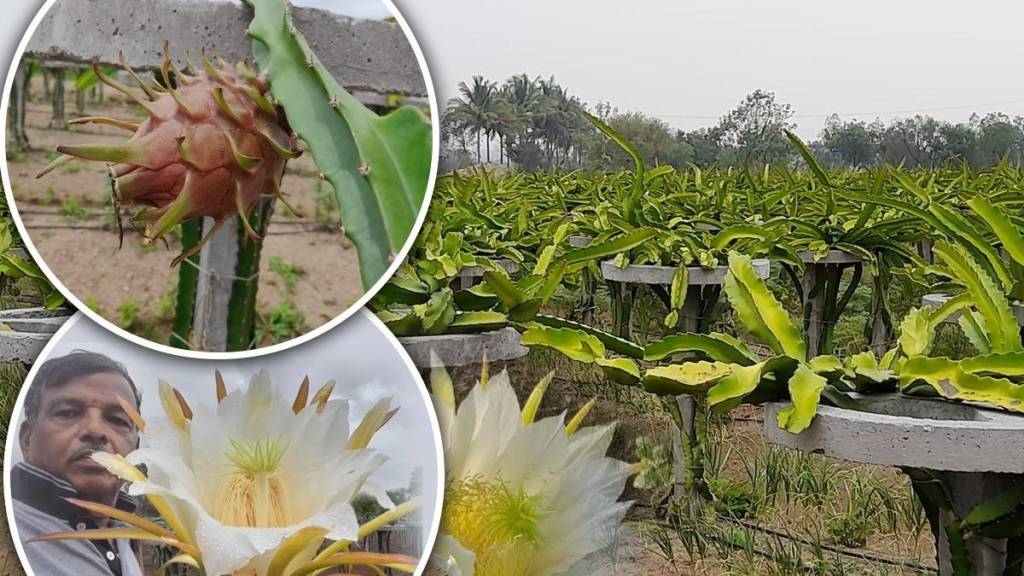 Dragon fruit farming