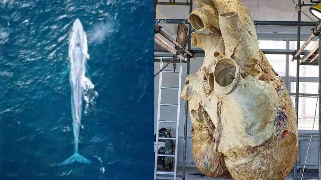 Harsh Goenka shares picture of blue whale’s heart