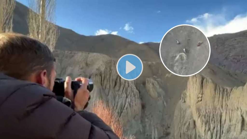 Snow leopard hunts urial in Ladakh’s rough terrain