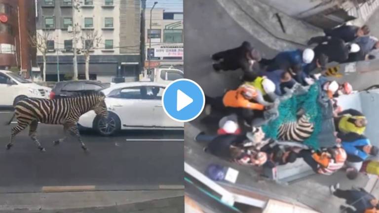 Zebra escapes from zoo