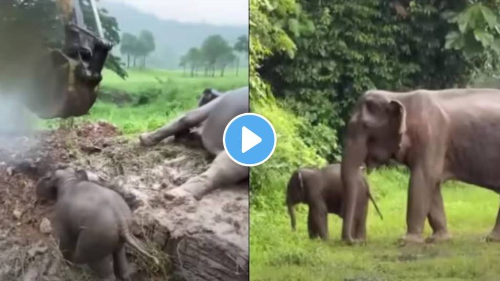 mother elephant