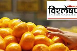 Why did the prices of oranges collapse?