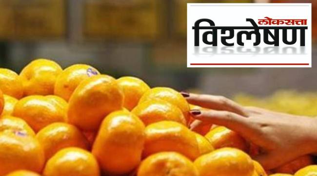 Why did the prices of oranges collapse?