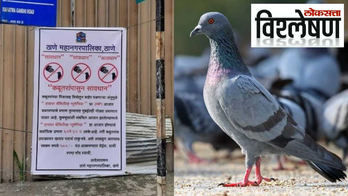 Pigeon Thane MNC Explained