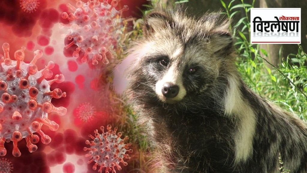 Raccoon dogs linked to coronavirus pandemic