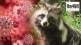 Raccoon dogs linked to coronavirus pandemic