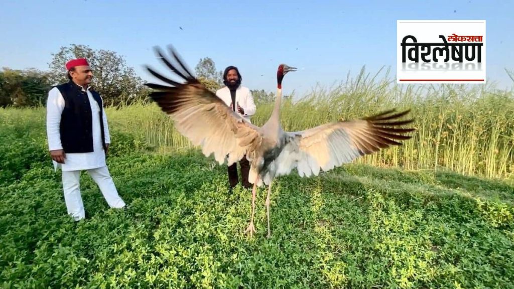 Samajwadi Party leader Akhilesh Yadav met arif and saras crane