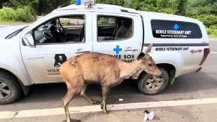 wildlife road accident spot