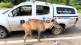 wildlife road accident spot