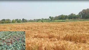 Satara district, unseasonal rain, thunderstorm, Hailstorm