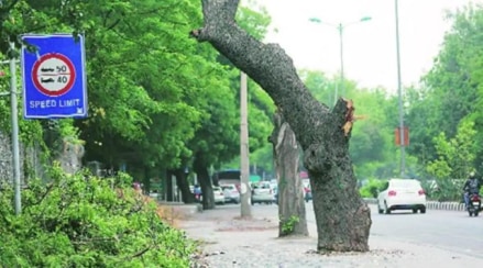 mumbai recognised as a tree city of the world for the second time in a row