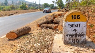 Thousands of rare trees felled in Ratnagiri Nagpur National Highway work kolhapur