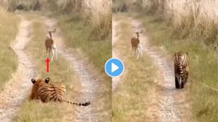Tiger vs Deer Video
