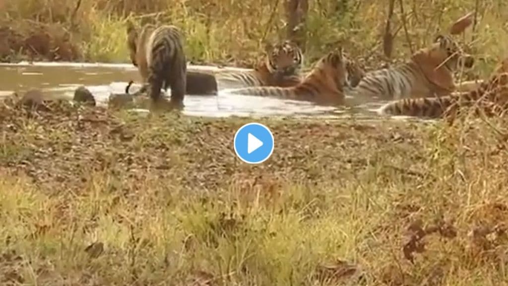 ifs susanta nanda shared tiger video